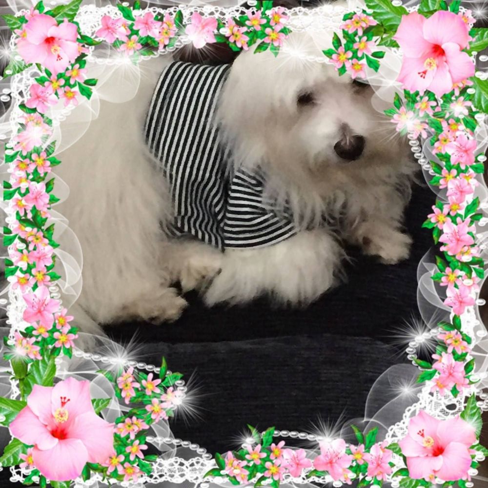 Meet your Posher, Spring